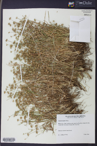 Juncus repens image