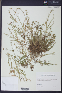 Juncus repens image