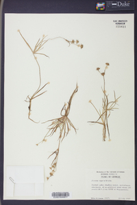 Juncus repens image