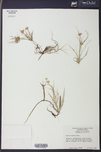 Juncus repens image