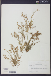 Juncus repens image