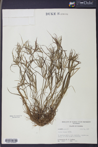 Juncus repens image