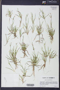 Juncus repens image