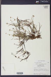 Juncus repens image