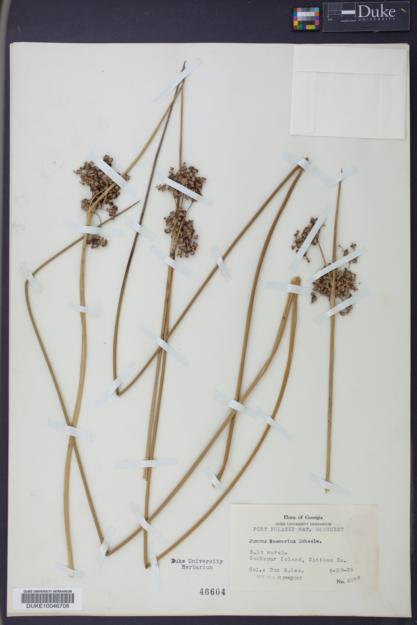 Juncus roemerianus image