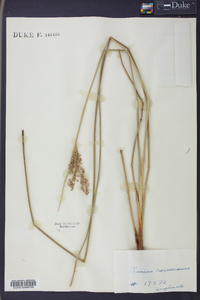 Juncus roemerianus image