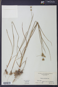 Juncus scirpoides image