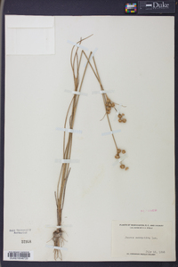 Juncus scirpoides image