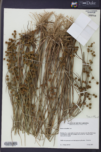 Juncus scirpoides image