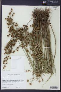 Juncus scirpoides image