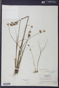 Juncus scirpoides image