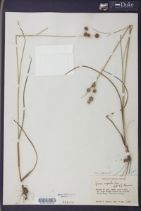 Juncus scirpoides image