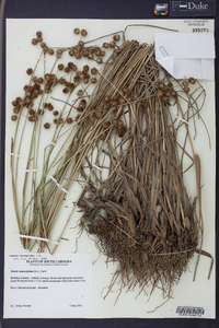 Juncus scirpoides image