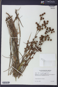 Juncus scirpoides image