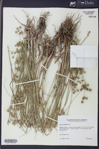 Juncus scirpoides image