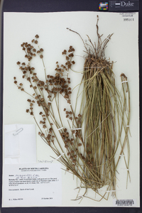 Juncus scirpoides image