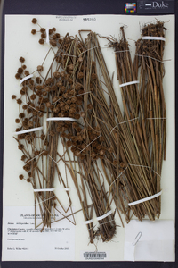 Juncus scirpoides image