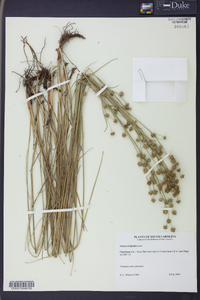 Juncus scirpoides image