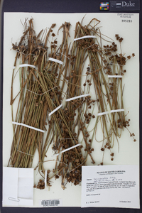 Juncus scirpoides image