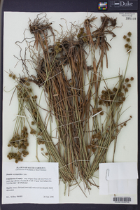 Juncus scirpoides image