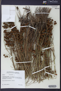 Juncus scirpoides image