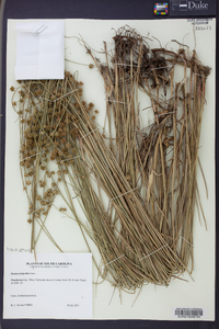 Juncus scirpoides image