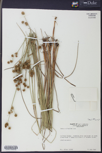 Juncus scirpoides image