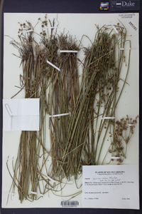 Juncus scirpoides image