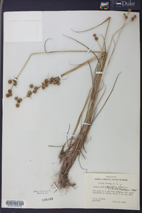 Juncus scirpoides image