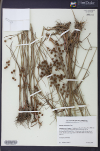 Juncus scirpoides image