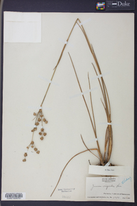 Juncus scirpoides image