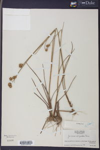 Juncus scirpoides image