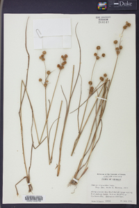 Juncus scirpoides image