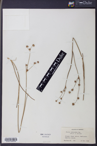 Juncus scirpoides image