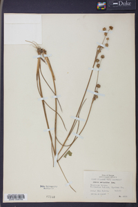 Juncus scirpoides image