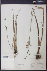 Juncus scirpoides image