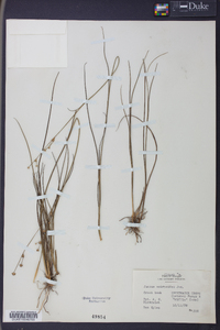 Juncus scirpoides image