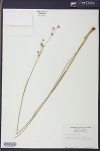 Juncus scirpoides image