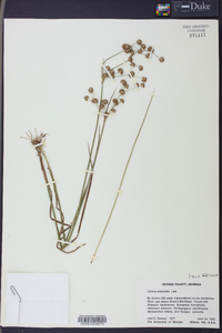 Juncus scirpoides image