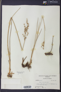 Juncus scirpoides image