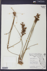 Juncus scirpoides image