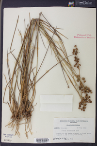 Juncus scirpoides image