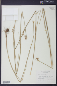 Juncus scirpoides image