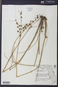 Juncus scirpoides image