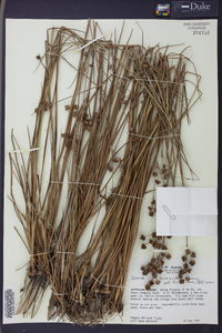 Juncus scirpoides image