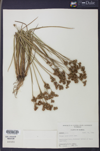 Juncus scirpoides image