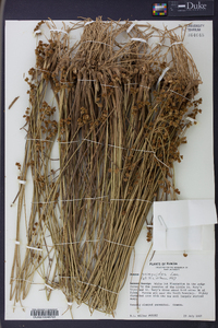 Juncus scirpoides image