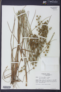 Juncus scirpoides image