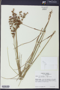 Juncus scirpoides image