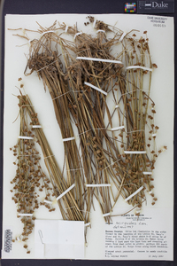 Juncus scirpoides image